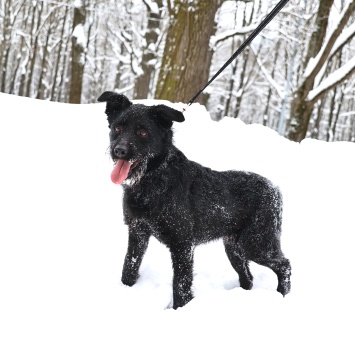 Собаки в добрые руки - Маус - 4