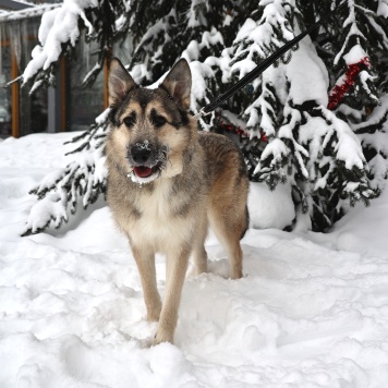 Собаки в добрые руки - Еник - 1