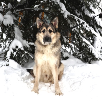 Собаки в добрые руки - Еник - 2