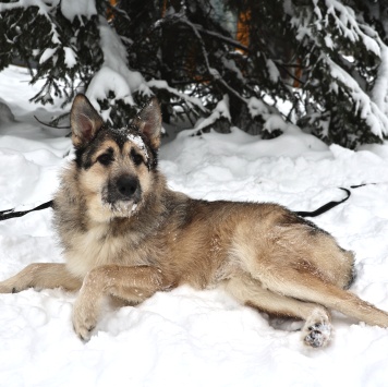 Собаки в добрые руки - Еник - 3