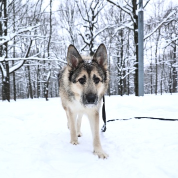 Собаки в добрые руки - Еник - 4