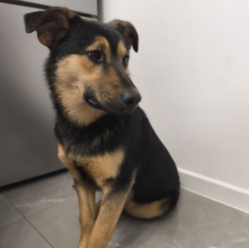 Собаки в добрые руки - Тайсон