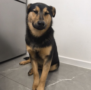 Собаки в добрые руки - Тайсон - 1