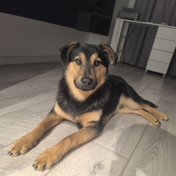 Собаки в добрые руки - Тайсон - 2