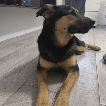 Собаки в добрые руки - Тайсон - 3