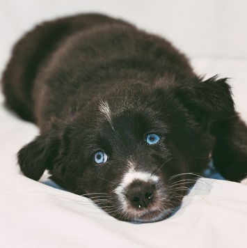 Блейк - Собаки в добрые руки