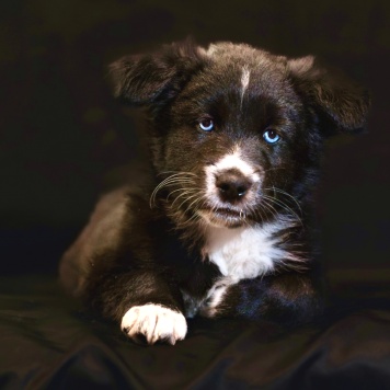 Собаки в добрые руки - Блейк - 1