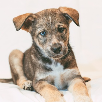 Собаки в добрые руки - Блейк - 3