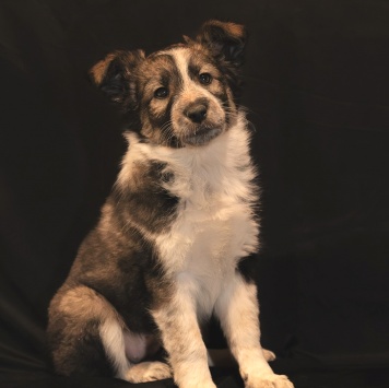 Собаки в добрые руки - Блейк - 4