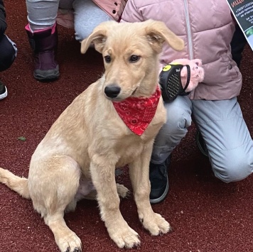 Собаки в добрые руки - Буян