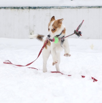 Ангел - Собаки в добрые руки