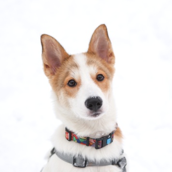 Собаки в добрые руки - Ангел - 1