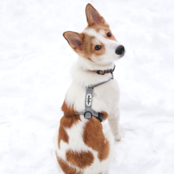 Собаки в добрые руки - Ангел - 2