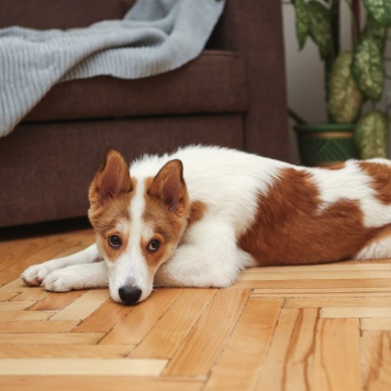 Собаки в добрые руки - Ангел - 3