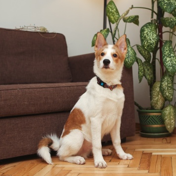 Собаки в добрые руки - Ангел - 4