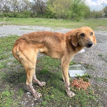 Собаки в добрые руки - Малыш