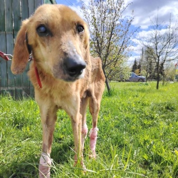 Собаки в добрые руки - Малыш - 1