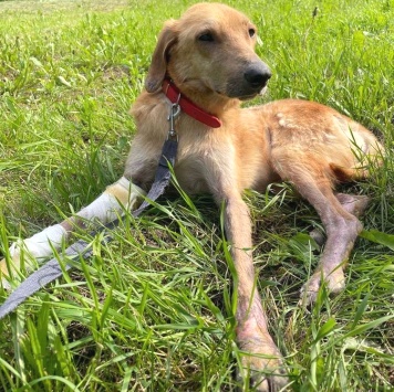 Собаки в добрые руки - Малыш - 2