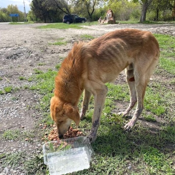 Собаки в добрые руки - Малыш - 4