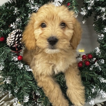 Пьер - Собаки в добрые руки