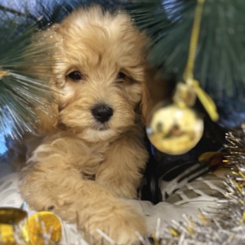 Собаки в добрые руки - Пьер - 1