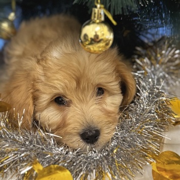 Собаки в добрые руки - Пьер - 2