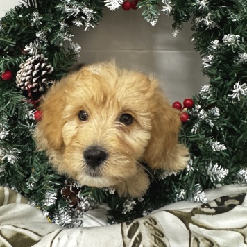 Собаки в добрые руки - Пьер - 3