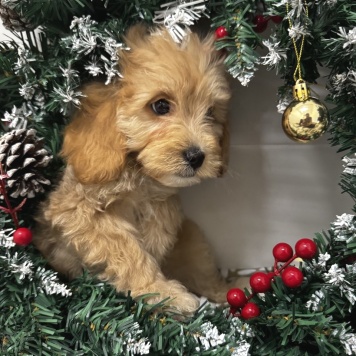 Собаки в добрые руки - Пьер - 4