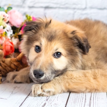 Балу - Собаки в добрые руки