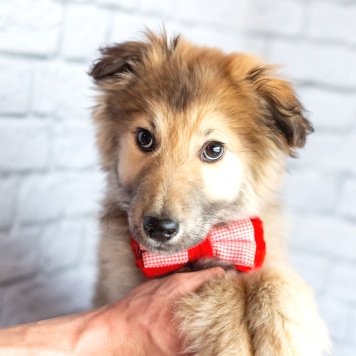 Собаки в добрые руки - Балу - 1