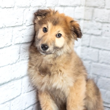 Собаки в добрые руки - Балу - 2