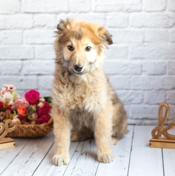 Собаки в добрые руки - Балу - 3