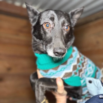 Собаки в добрые руки - Касатка