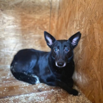 Собаки в добрые руки - Касатка - 1