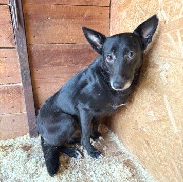 Собаки в добрые руки - Касатка - 2