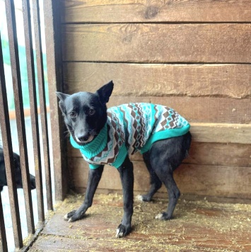 Собаки в добрые руки - Касатка - 3