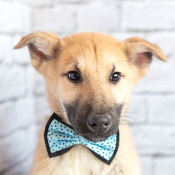 Собаки в добрые руки - Барни