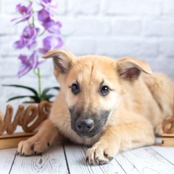 Собаки в добрые руки - Барни - 1