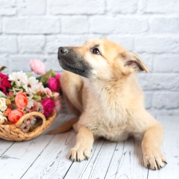 Собаки в добрые руки - Барни - 4