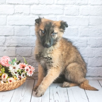 Собаки в добрые руки - Мишель - 1