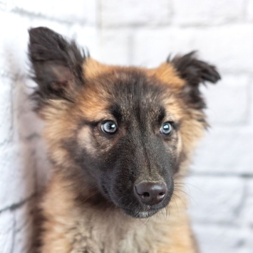 Собаки в добрые руки - Мишель - 2