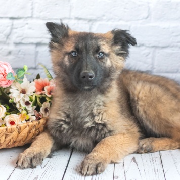 Собаки в добрые руки - Мишель - 3