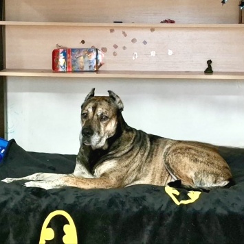 Собаки в добрые руки - Алана