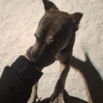 Собаки в добрые руки - Алана - 1