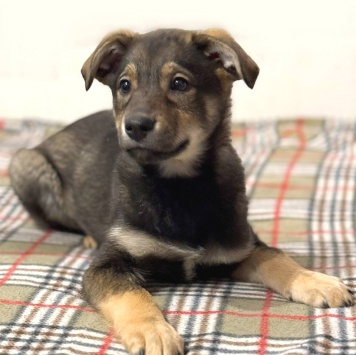 Маркус - Собаки в добрые руки