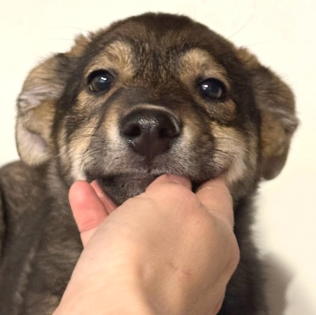 Собаки в добрые руки - Маркус - 1