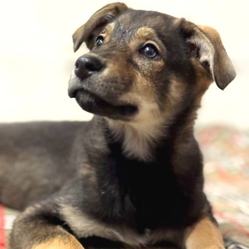 Собаки в добрые руки - Маркус - 2