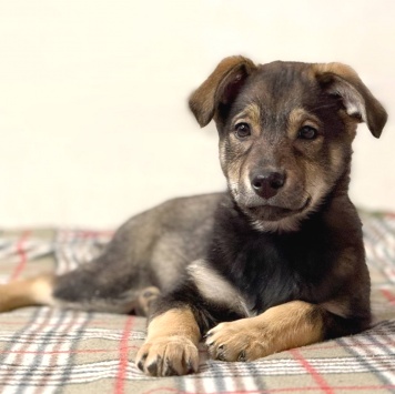 Собаки в добрые руки - Маркус - 3