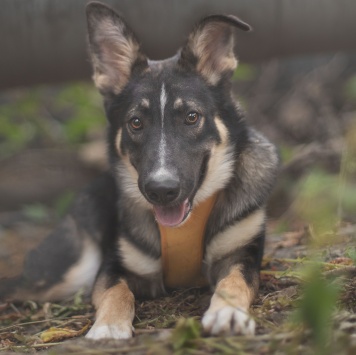 Трюфель - Собаки в добрые руки