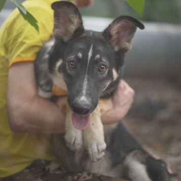 Собаки в добрые руки - Трюфель - 1
